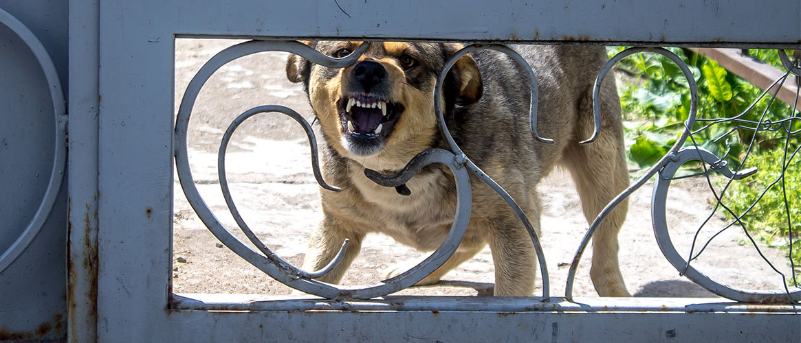 Angry dog barking at something or someone on other side of the fence