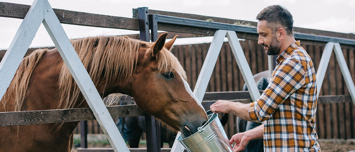 Worker feeding a horse on the other side of a fence to protect from sudden movement