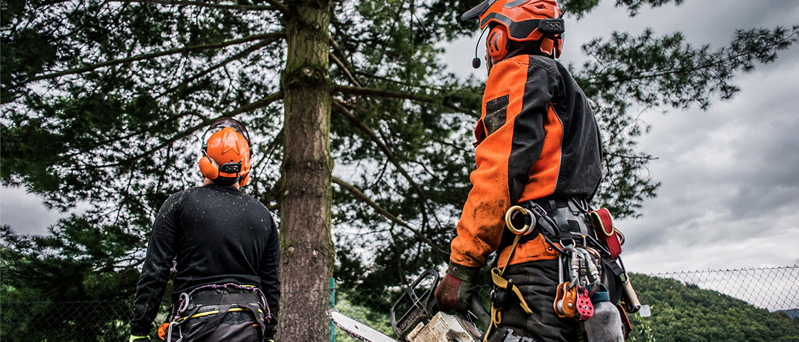 Workers evaluating a tree, the drop zone, and making a plan before cutting it down