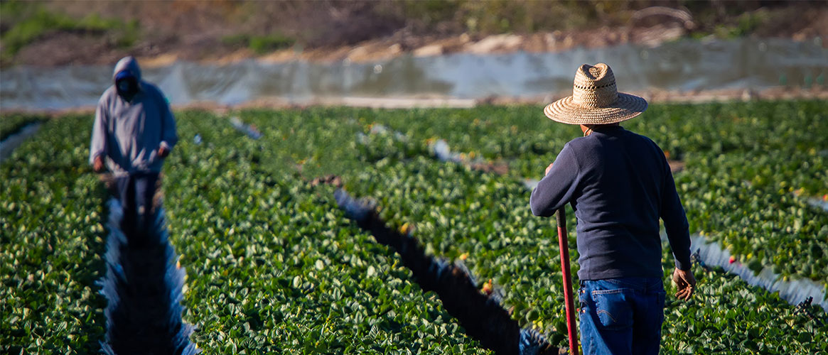 Farmers at work tending to crops in the field
