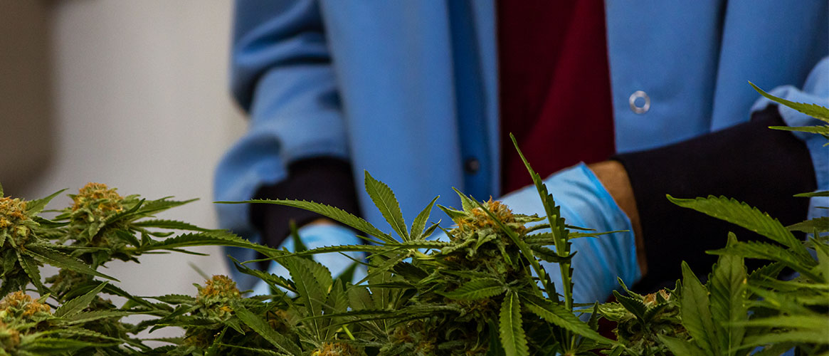 Cannabis industry worker using the hand method to trim cannabis plants