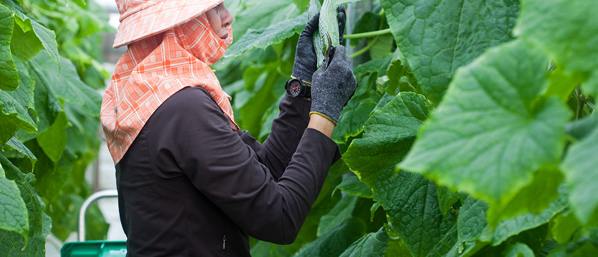 farmworker in the field